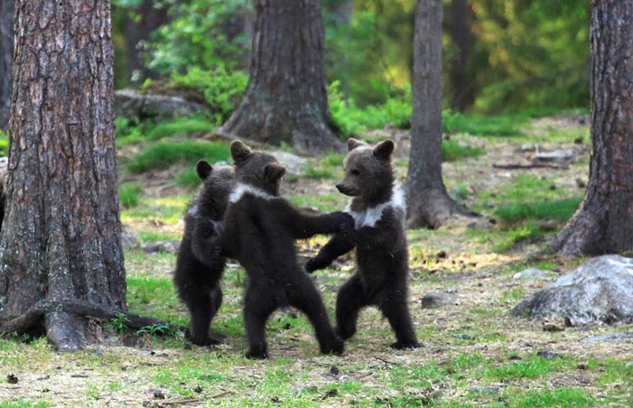 Teacher In Finland Captures Amazing Pictures Of Bear Cubs Dancing In The Forest